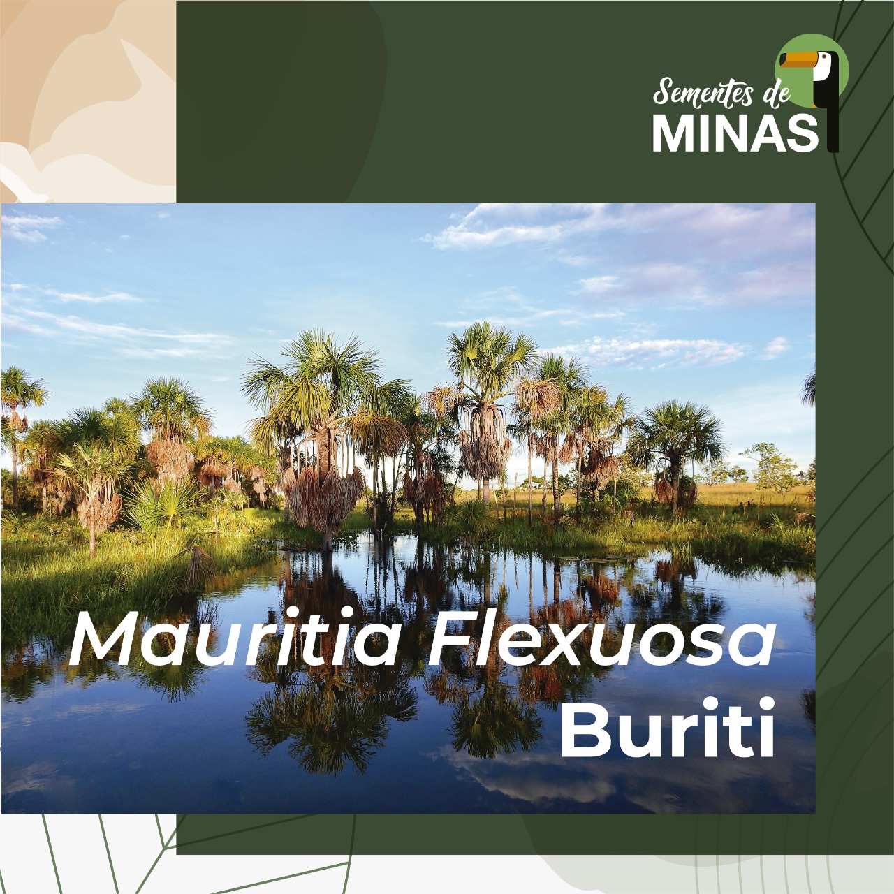 Buriti Semente de Minas